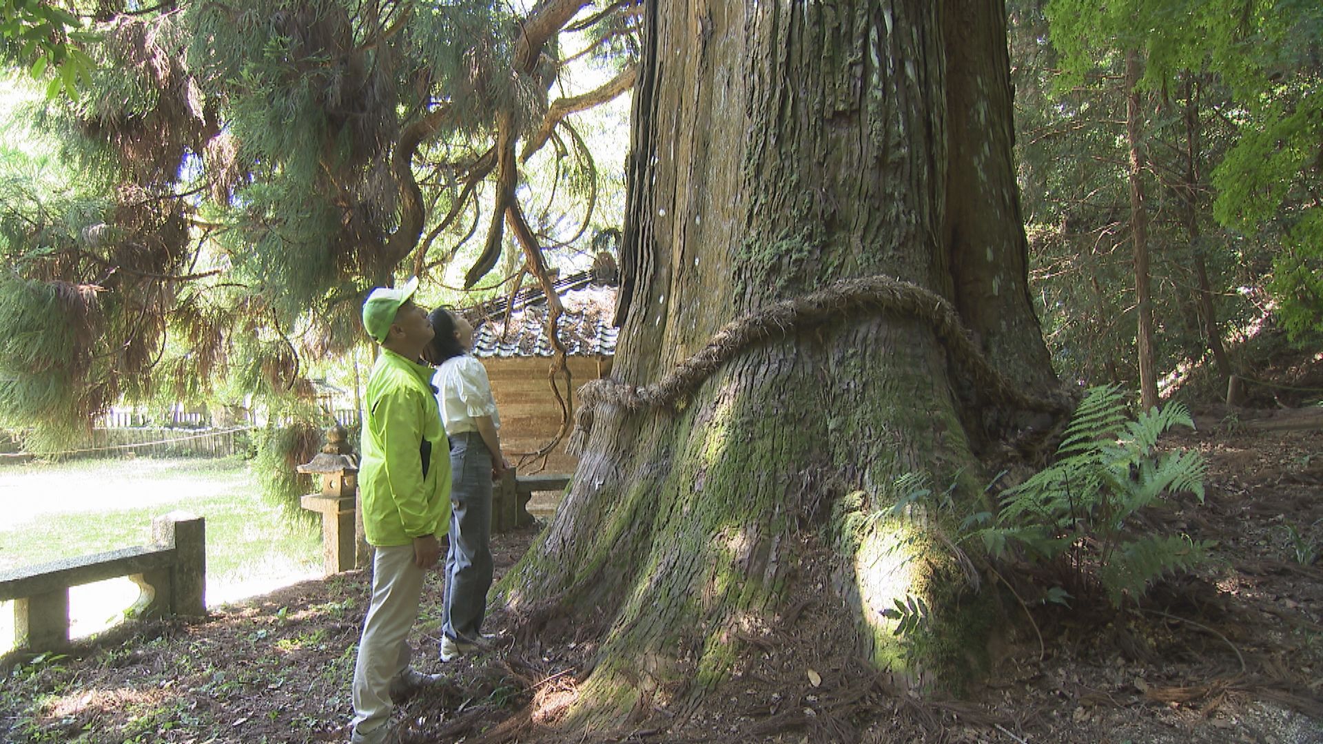 tys テレビ山口 - 240619まったりツアーズ山口市徳地巨木巡り
