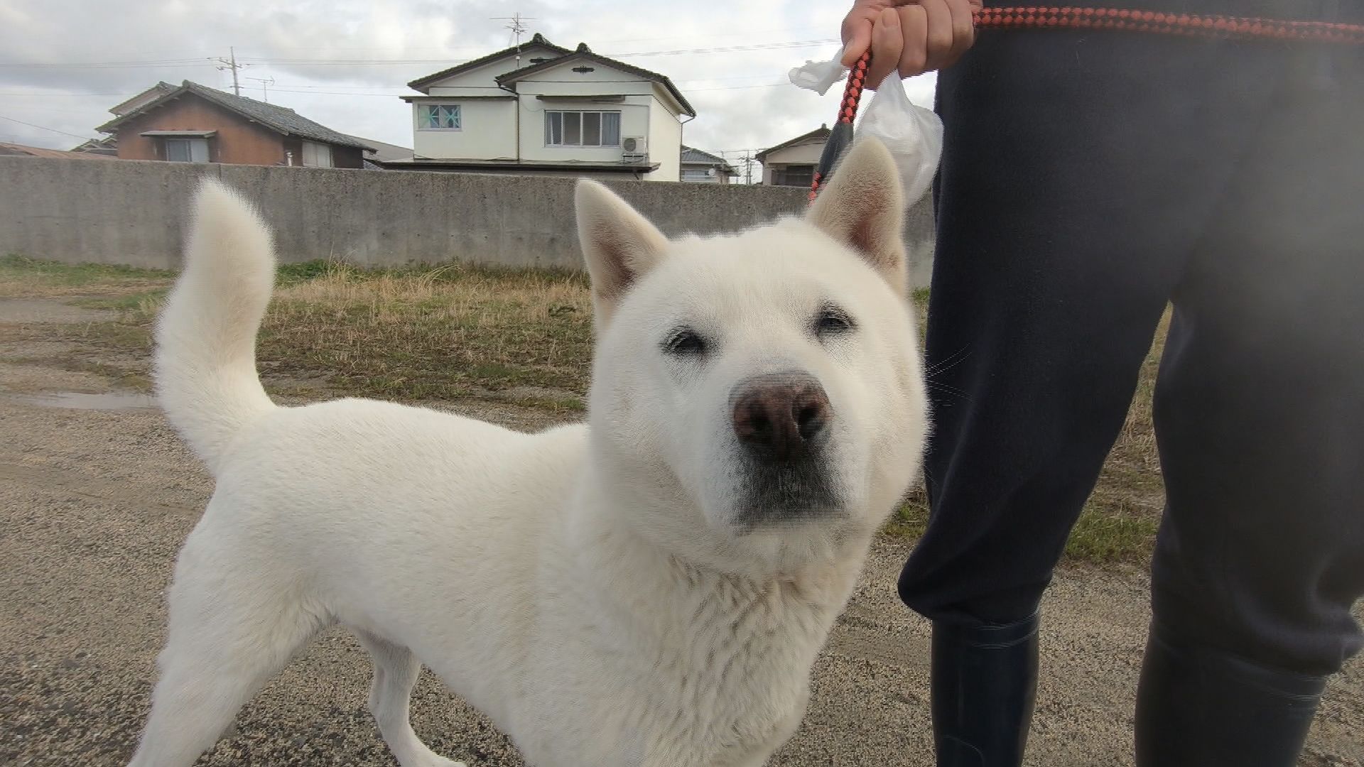 【⚠️交渉済み専用】犬居葉菜　山本小鉄子　うすいしっぽ ⚠️交渉済み専用】犬居葉菜 山本小鉄子 うすいしっぽ