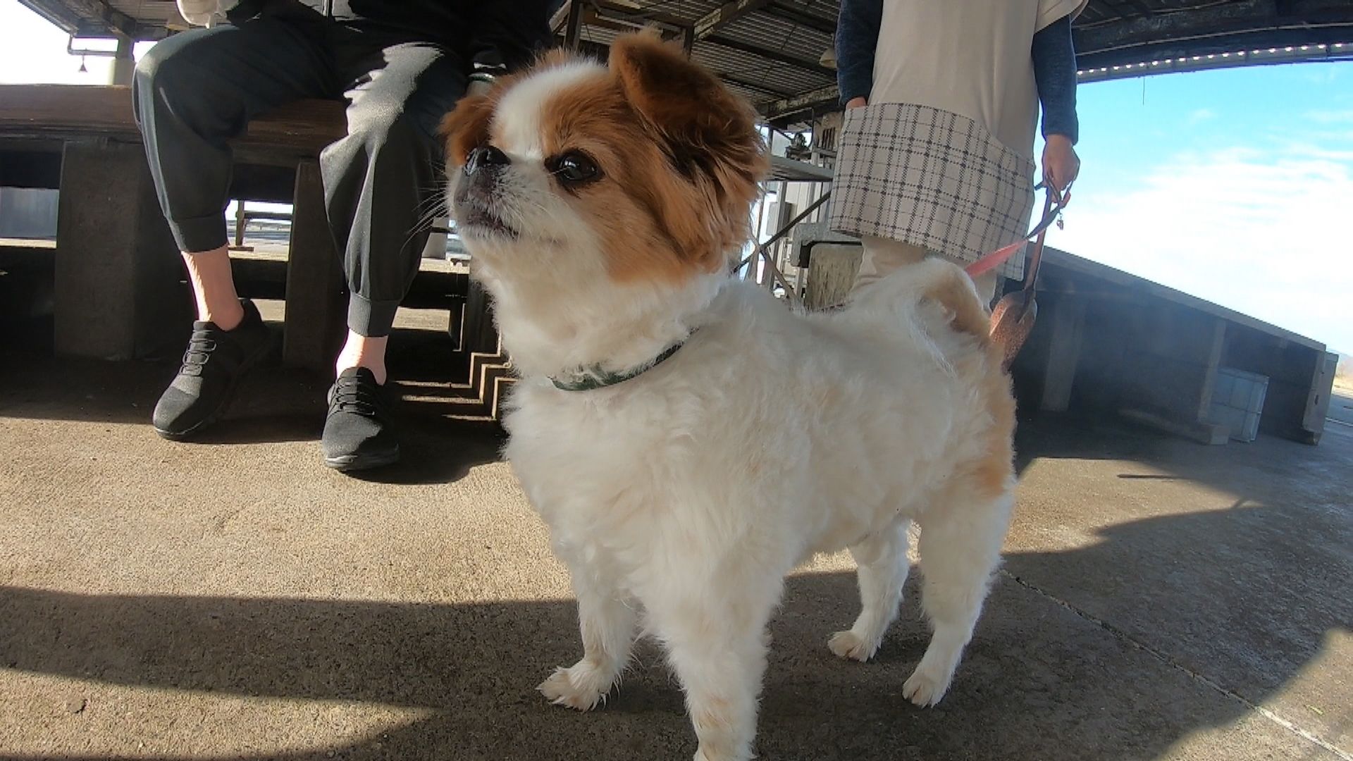 tys テレビ山口 - 20220331_犬の散歩にお邪魔します vol18