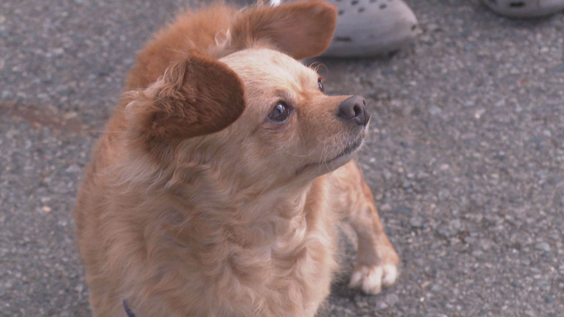 tys テレビ山口 - 20220331_犬の散歩にお邪魔します vol18