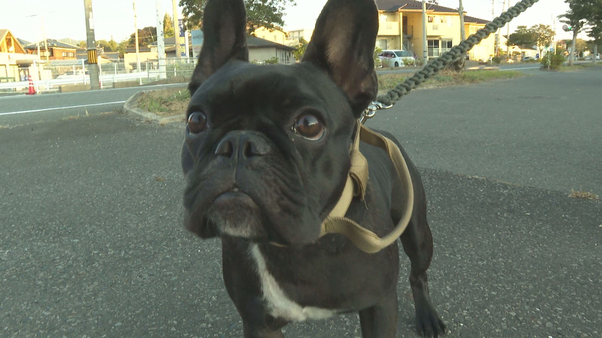 tys テレビ山口 - 221103_犬の散歩in山陽小野田市厚狭