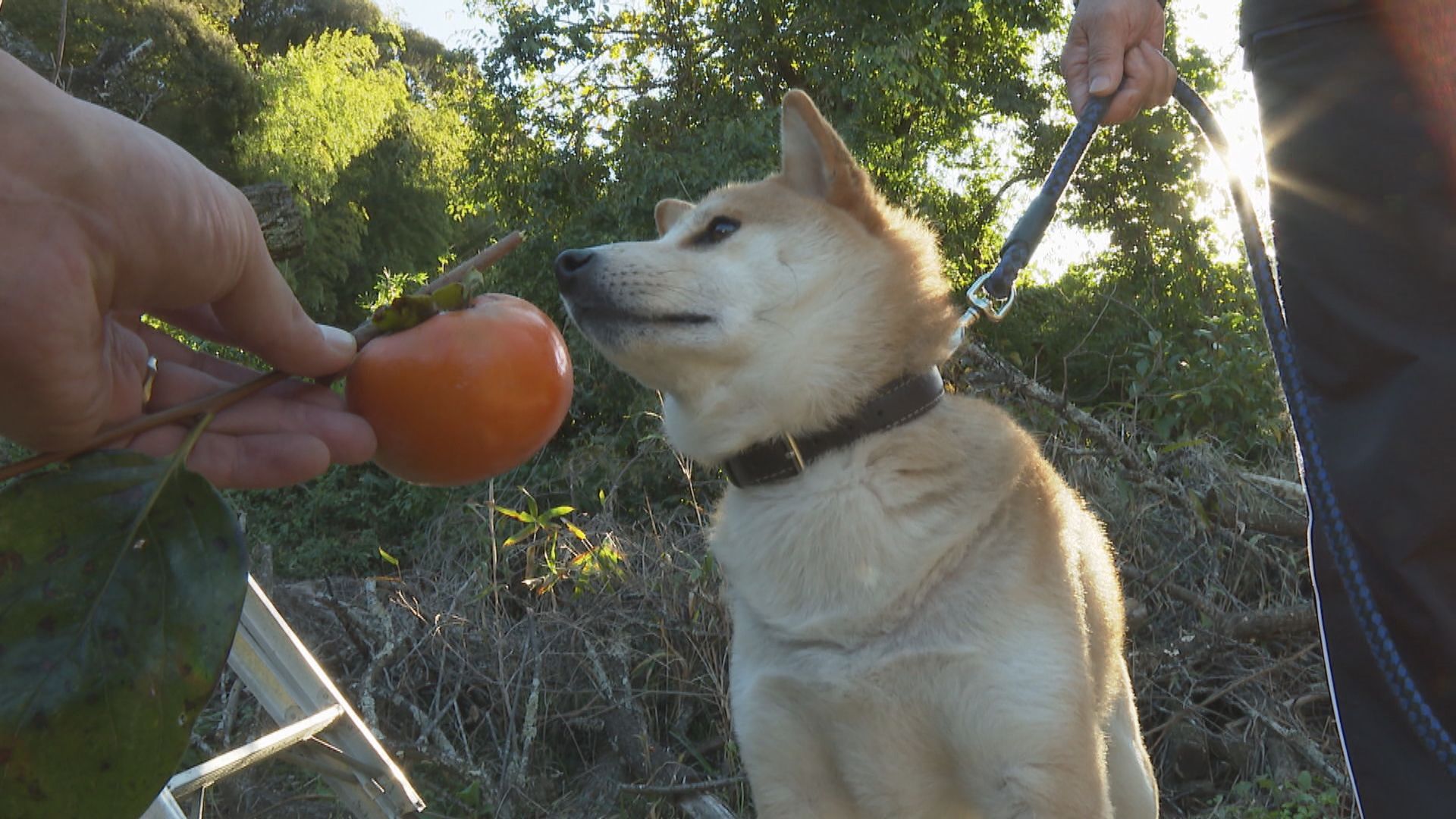 tys テレビ山口 - 221103_犬の散歩in山陽小野田市厚狭