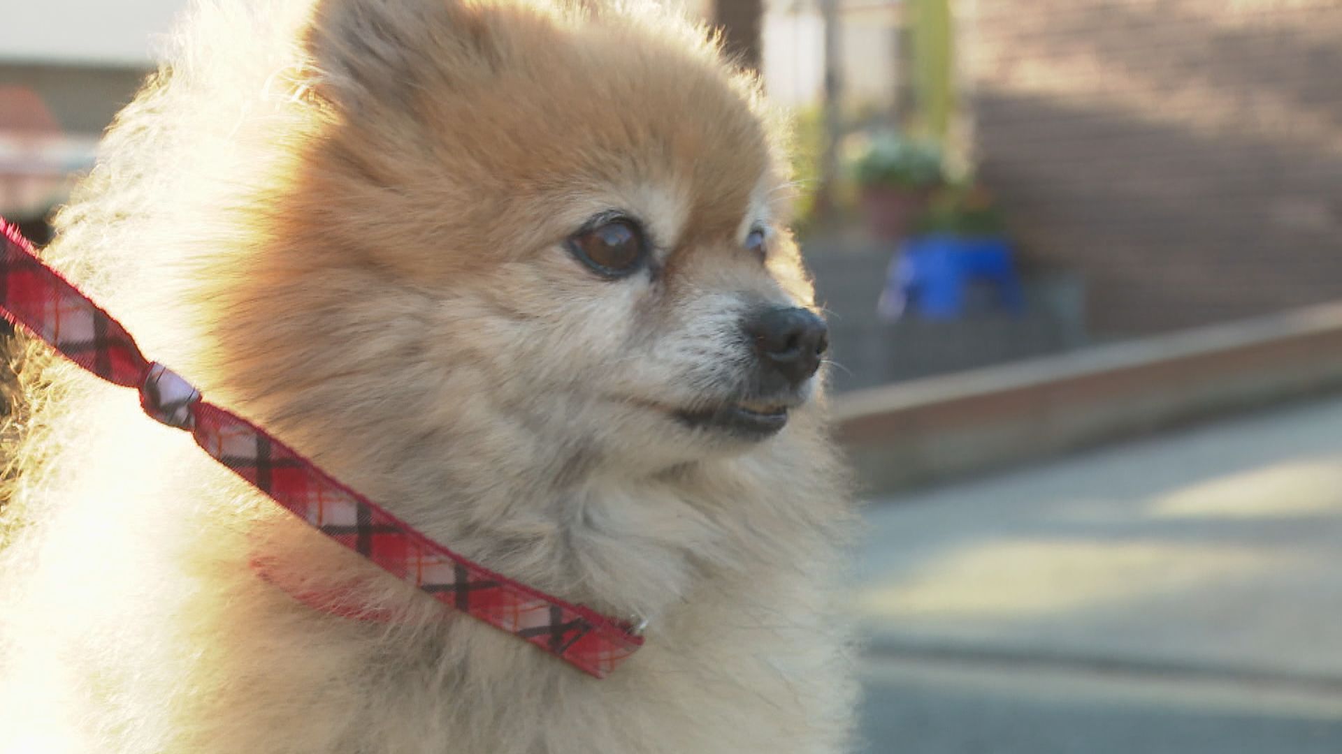 【⚠️交渉済み専用】犬居葉菜　山本小鉄子　うすいしっぽ 新入社員入社のお知らせ